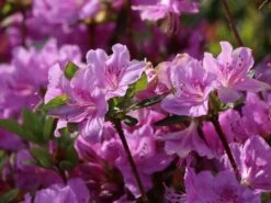 Japanische Azalee 'Otava' -Günstiges Erd Seele Geschäft japanische azalee otava m006902 w 2