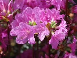 Japanische Azalee 'Otava' -Günstiges Erd Seele Geschäft japanische azalee otava m006902 w 3