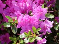 Japanische Azalee 'Otava' -Günstiges Erd Seele Geschäft japanische azalee otava m006902 w 4