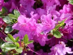 Japanische Azalee 'Otava' -Günstiges Erd Seele Geschäft japanische azalee otava m006902 w 5