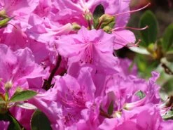 Japanische Azalee 'Otava' -Günstiges Erd Seele Geschäft japanische azalee otava m006902 w 6