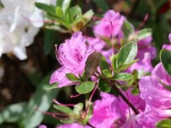 Japanische Azalee 'Otava' -Günstiges Erd Seele Geschäft japanische azalee otava m006902 w 7