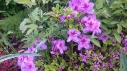 Japanische Azalee 'Peppina' ® -Günstiges Erd Seele Geschäft japanische azalee peppina m003396 80497 0