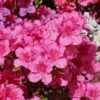 Japanische Azalee 'Peppina' ® 1 Japanische Azalee 'Peppina' ® -Günstiges Erd Seele Geschäft japanische azalee peppina m003396 h 0