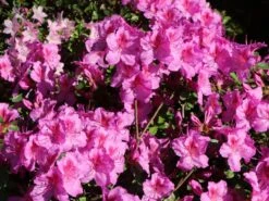 Japanische Azalee 'Peppina' ® -Günstiges Erd Seele Geschäft japanische azalee peppina m003396 w 0