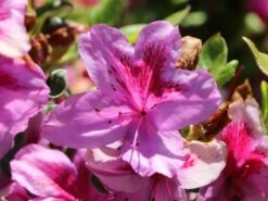 Japanische Azalee 'Peppina' ® -Günstiges Erd Seele Geschäft japanische azalee peppina m003396 w 3