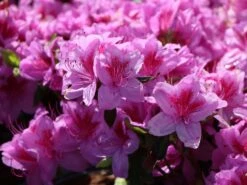 Japanische Azalee 'Peppina' ® -Günstiges Erd Seele Geschäft japanische azalee peppina m003396 w 4