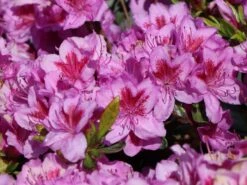 Japanische Azalee 'Peppina' ® -Günstiges Erd Seele Geschäft japanische azalee peppina m003396 w 5