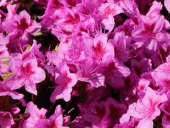 Japanische Azalee 'Peppina' ® -Günstiges Erd Seele Geschäft japanische azalee peppina m003396 w 6