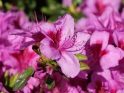 Japanische Azalee 'Peppina' ® -Günstiges Erd Seele Geschäft japanische azalee peppina m003396 w 7