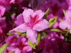 Japanische Azalee 'Peppina' ® -Günstiges Erd Seele Geschäft japanische azalee peppina m003396 w 8