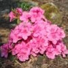 Japanische Azalee 'Pink For Help' ® -Günstiges Erd Seele Geschäft japanische azalee pink for help m121182 h 0
