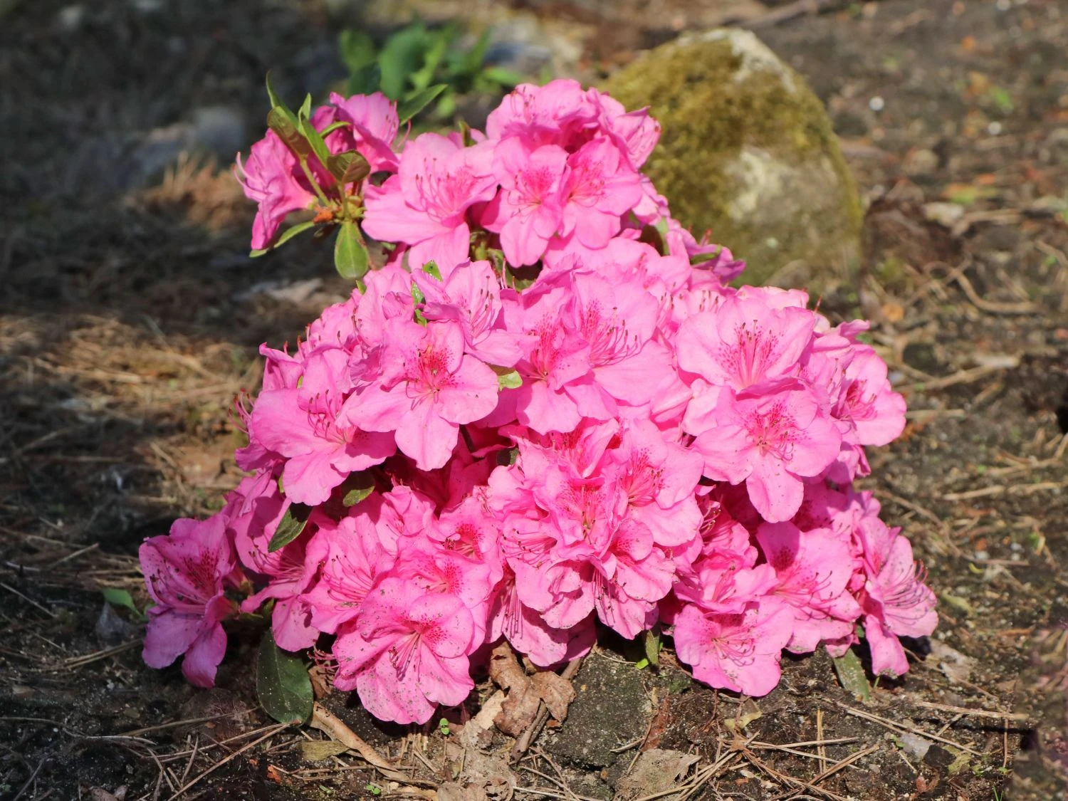 Japanische Azalee 'Pink For Help' ® 3 Japanische Azalee 'Pink For Help' ®