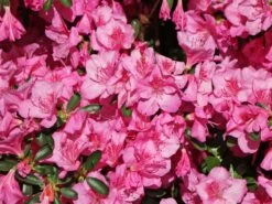 Japanische Azalee 'Pink For Help' ® 13 Japanische Azalee 'Pink For Help' ® -Günstiges Erd Seele Geschäft japanische azalee pink for help m121182 w 1