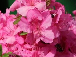 Japanische Azalee 'Pink For Help' ® 15 Japanische Azalee 'Pink For Help' ® -Günstiges Erd Seele Geschäft japanische azalee pink for help m121182 w 2