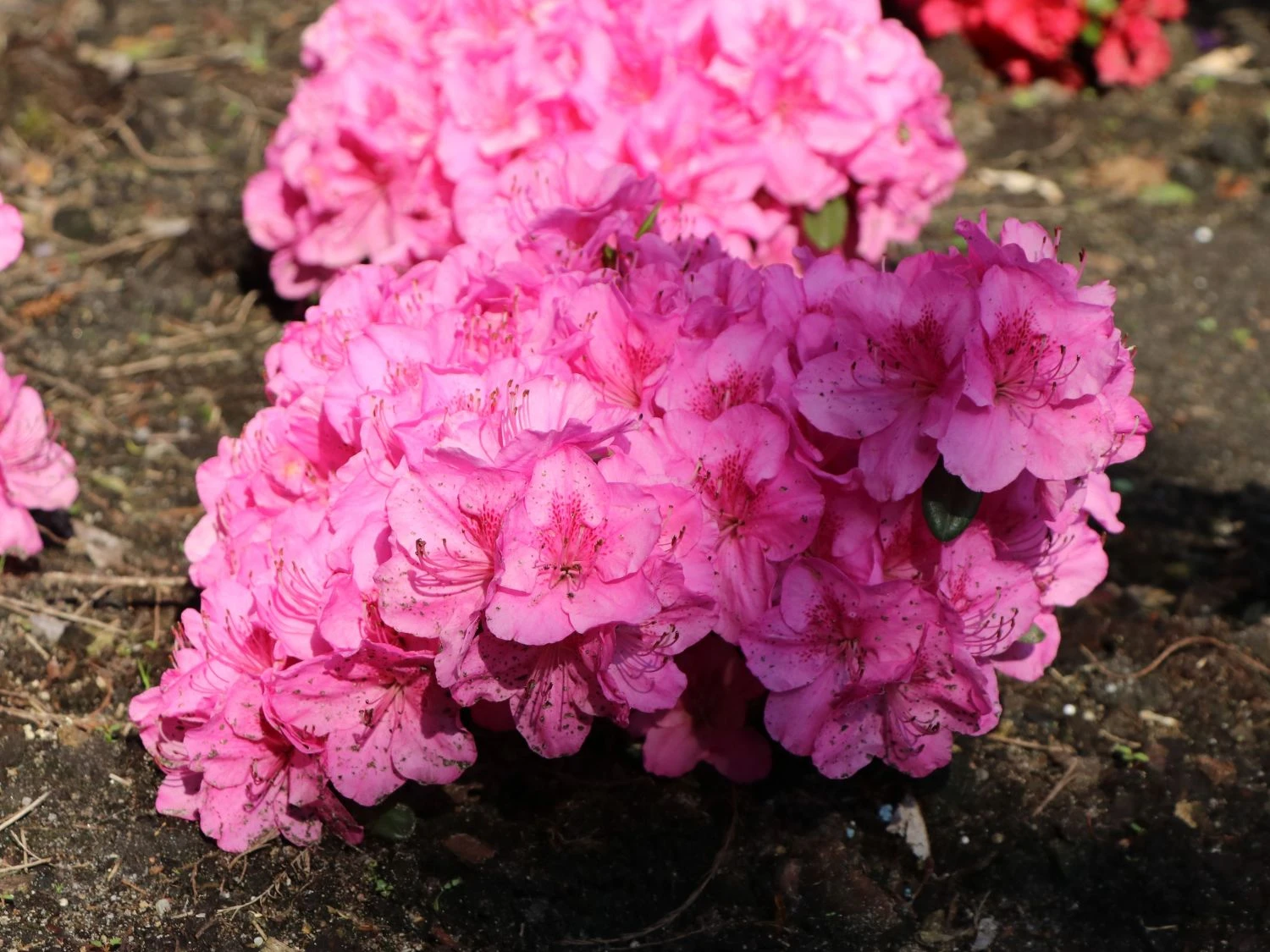 Japanische Azalee 'Pink For Help' ® 7 Japanische Azalee 'Pink For Help' ® – Bild 5