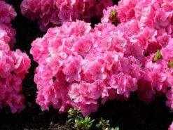 Japanische Azalee 'Pink For Help' ® 17 Japanische Azalee 'Pink For Help' ® -Günstiges Erd Seele Geschäft japanische azalee pink for help m121182 w 5