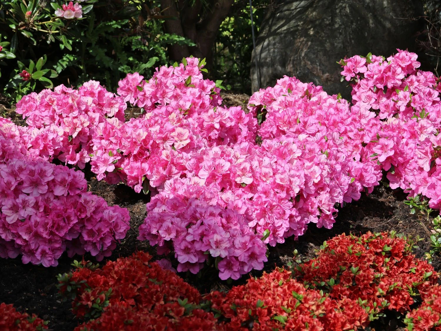 Japanische Azalee 'Pink For Help' ® 4 Japanische Azalee 'Pink For Help' ® – Bild 2