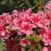 Japanische Azalee 'Pink Poetry' ® -Günstiges Erd Seele Geschäft japanische azalee pink poetry m121036 h 0