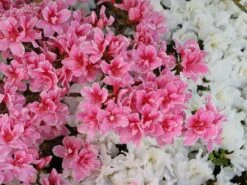 Japanische Azalee 'Pink Poetry' ® -Günstiges Erd Seele Geschäft japanische azalee pink poetry m121036 w 6