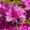Japanische Azalee 'Purpurtraum' 2 Japanische Azalee 'Purpurtraum' -Günstiges Erd Seele Geschäft japanische azalee purpurtraum m002412 h 0