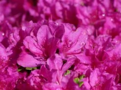 Japanische Azalee 'Purpurtraum' 12 Japanische Azalee 'Purpurtraum' -Günstiges Erd Seele Geschäft japanische azalee purpurtraum m002412 w 0