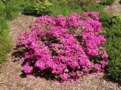 Japanische Azalee 'Purpurtraum' 11 Japanische Azalee 'Purpurtraum' -Günstiges Erd Seele Geschäft japanische azalee purpurtraum m002412 w 1