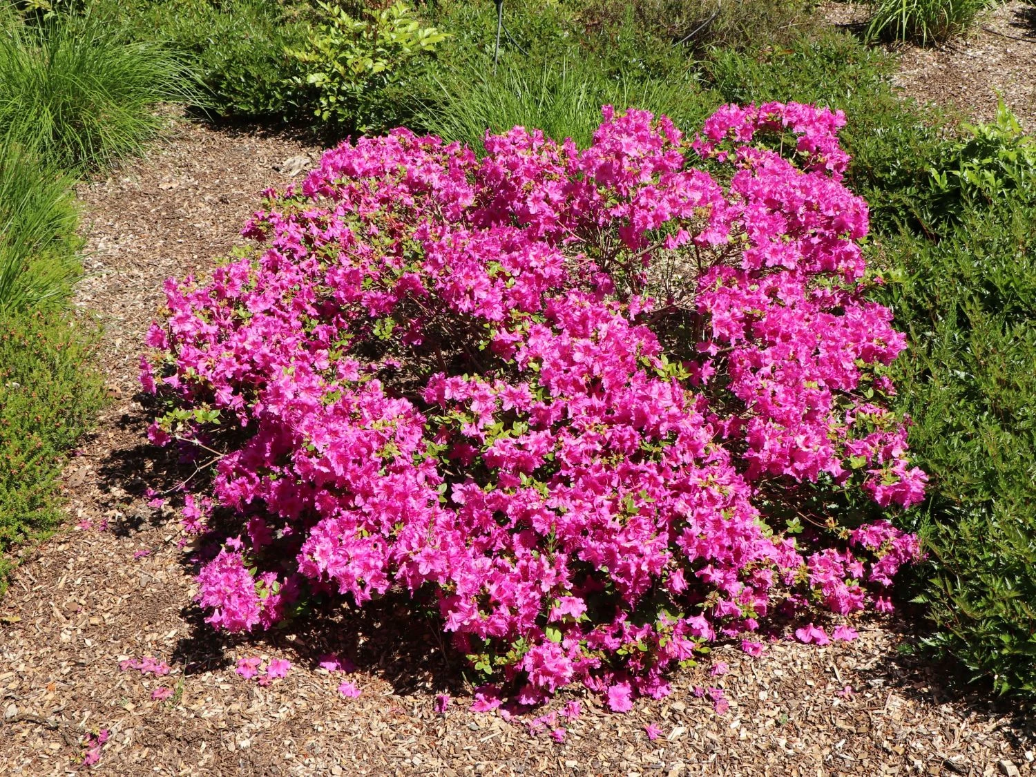 Japanische Azalee 'Purpurtraum' 5 Japanische Azalee 'Purpurtraum' – Bild 3