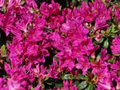 Japanische Azalee 'Purpurtraum' 14 Japanische Azalee 'Purpurtraum' -Günstiges Erd Seele Geschäft japanische azalee purpurtraum m002412 w 2