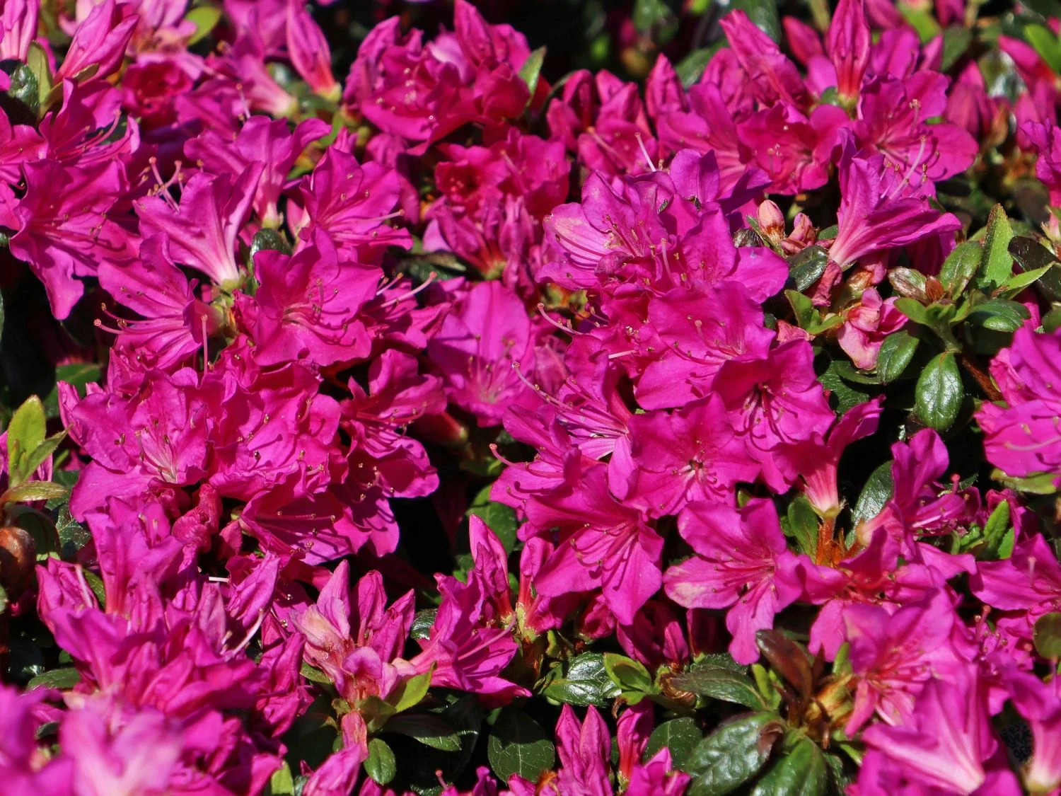 Japanische Azalee 'Purpurtraum' 8 Japanische Azalee 'Purpurtraum' – Bild 6