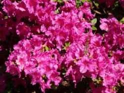 Japanische Azalee 'Purpurtraum' 13 Japanische Azalee 'Purpurtraum' -Günstiges Erd Seele Geschäft japanische azalee purpurtraum m002412 w 3