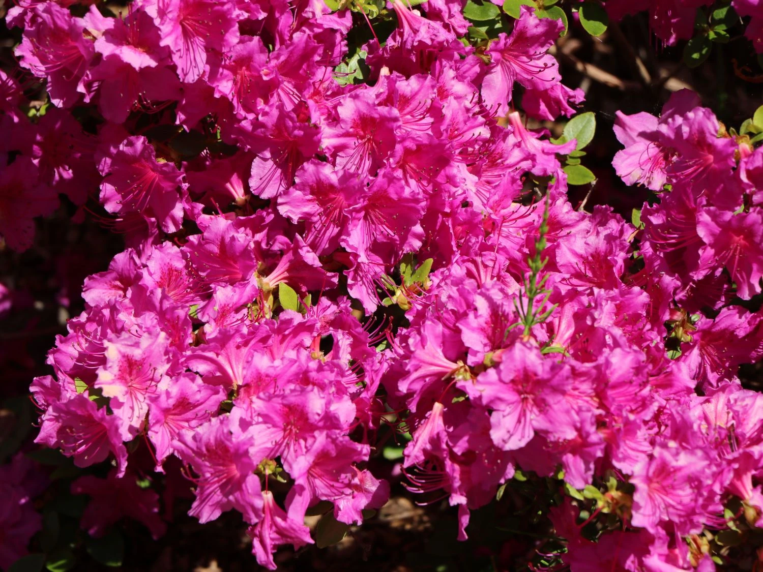 Japanische Azalee 'Purpurtraum' 7 Japanische Azalee 'Purpurtraum' – Bild 5