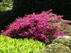 Japanische Azalee 'Purpurtraum' 15 Japanische Azalee 'Purpurtraum' -Günstiges Erd Seele Geschäft japanische azalee purpurtraum m002412 w 4