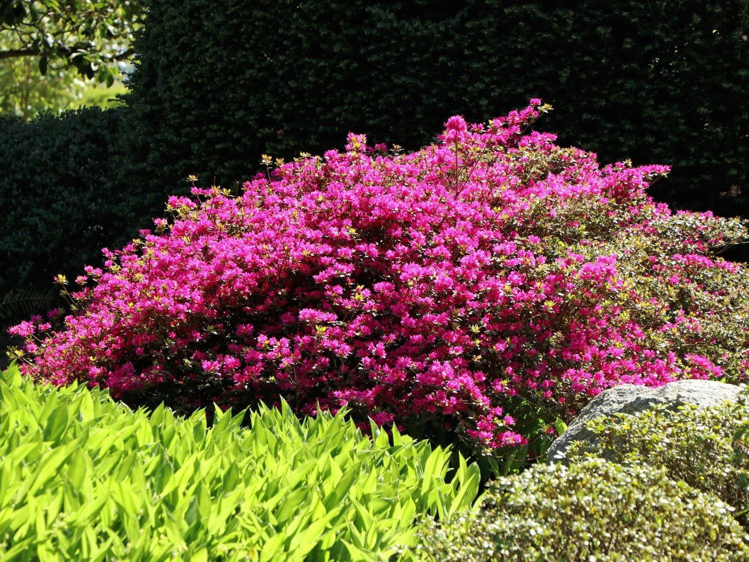 Japanische Azalee 'Purpurtraum' 9 Japanische Azalee 'Purpurtraum' – Bild 7