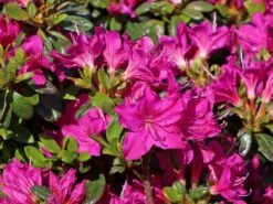 Japanische Azalee 'Purpurtraum' 10 Japanische Azalee 'Purpurtraum' -Günstiges Erd Seele Geschäft japanische azalee purpurtraum m002412 w 5