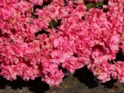 Japanische Azalee 'Rokoko' 14 Japanische Azalee 'Rokoko' -Günstiges Erd Seele Geschäft japanische azalee rokoko m003350 w 0