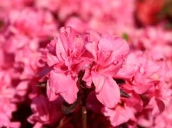 Japanische Azalee 'Rokoko' 15 Japanische Azalee 'Rokoko' -Günstiges Erd Seele Geschäft japanische azalee rokoko m003350 w 1