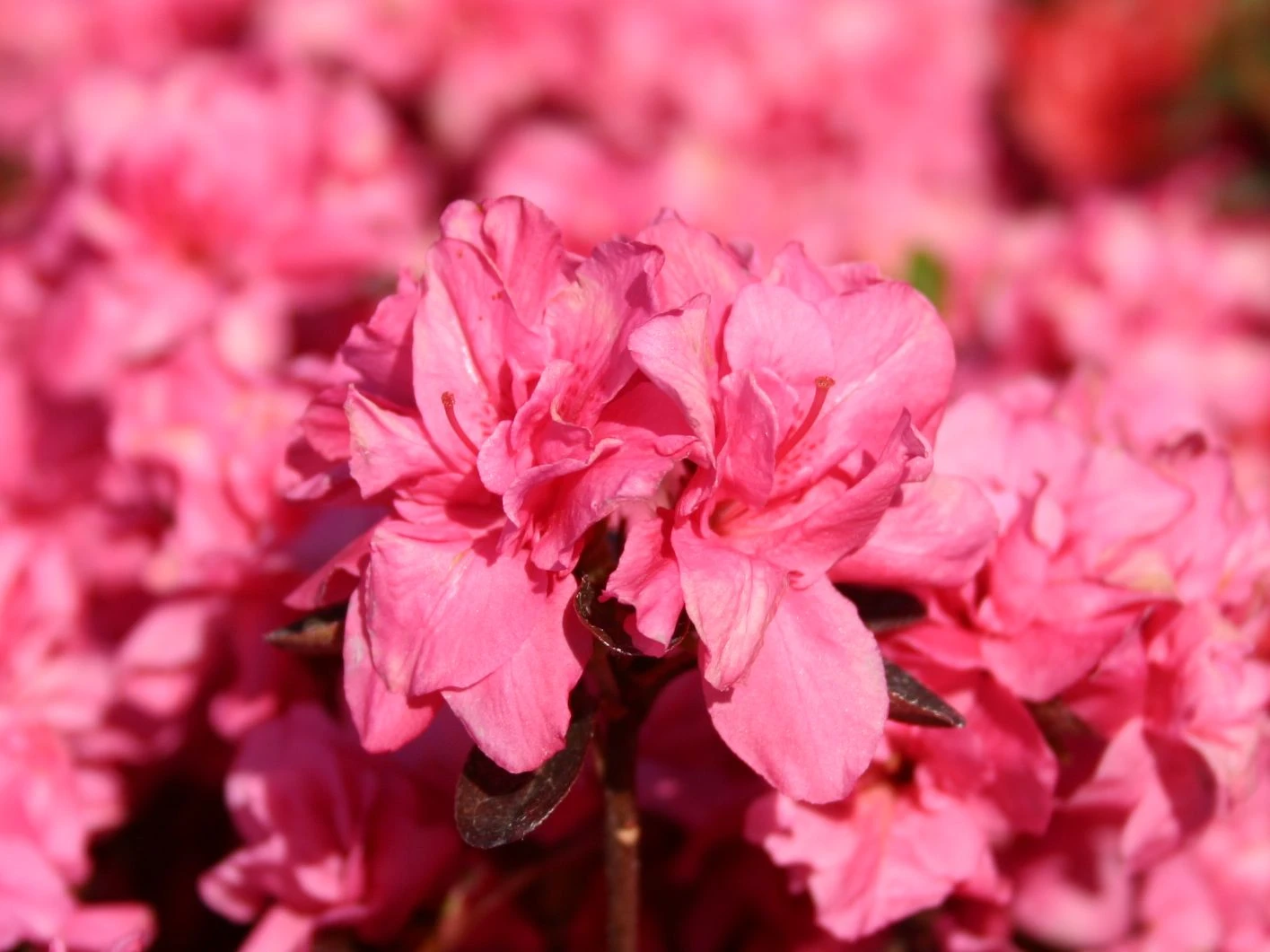 Japanische Azalee 'Rokoko' 9 Japanische Azalee 'Rokoko' – Bild 7