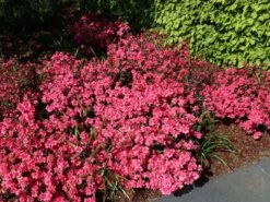 Japanische Azalee 'Rokoko' 12 Japanische Azalee 'Rokoko' -Günstiges Erd Seele Geschäft japanische azalee rokoko m003350 w 2