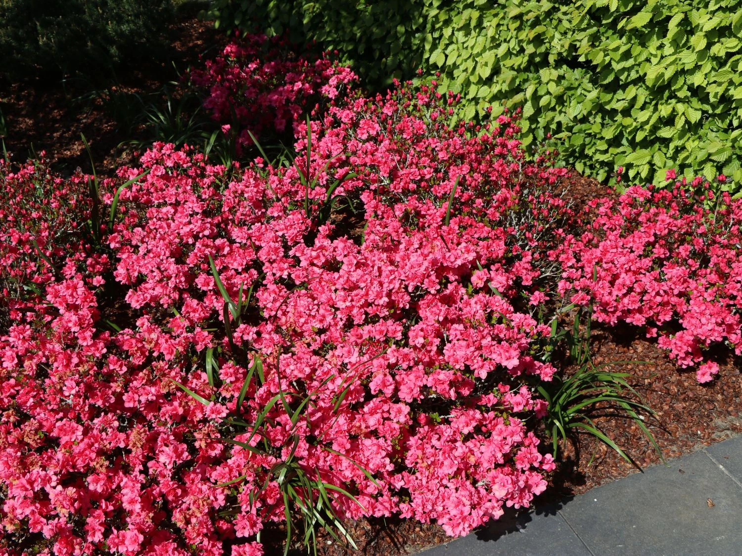 Japanische Azalee 'Rokoko' 6 Japanische Azalee 'Rokoko' – Bild 4