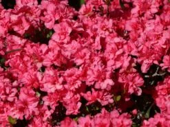 Japanische Azalee 'Rokoko' 13 Japanische Azalee 'Rokoko' -Günstiges Erd Seele Geschäft japanische azalee rokoko m003350 w 3