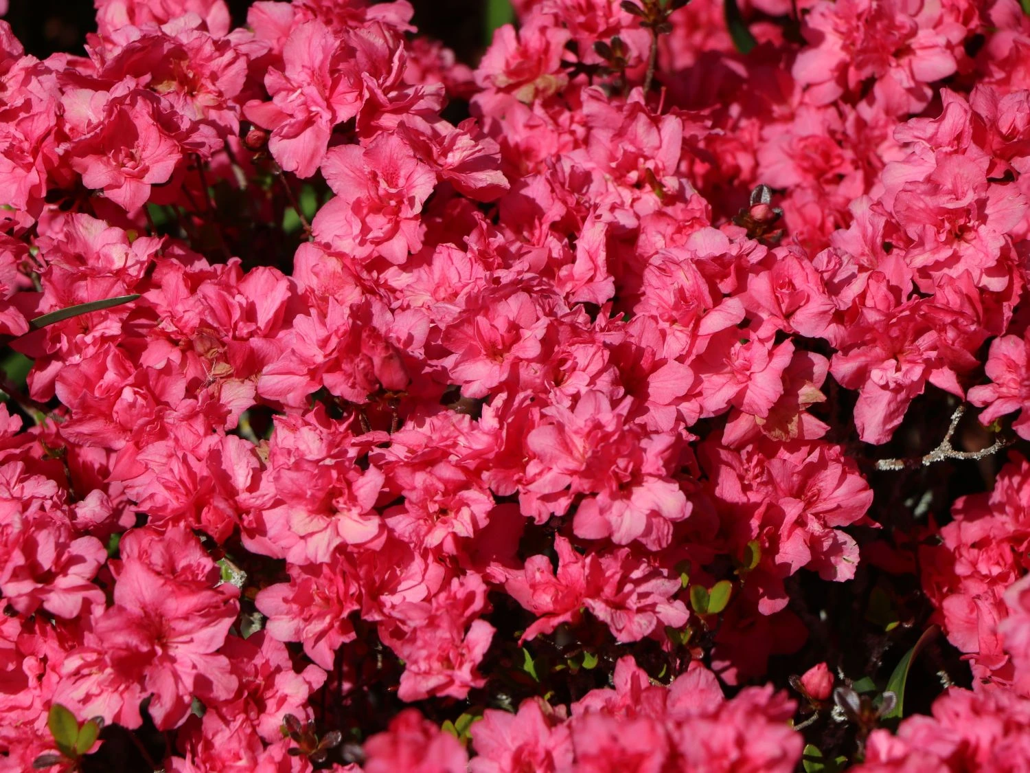 Japanische Azalee 'Rokoko' 7 Japanische Azalee 'Rokoko' – Bild 5