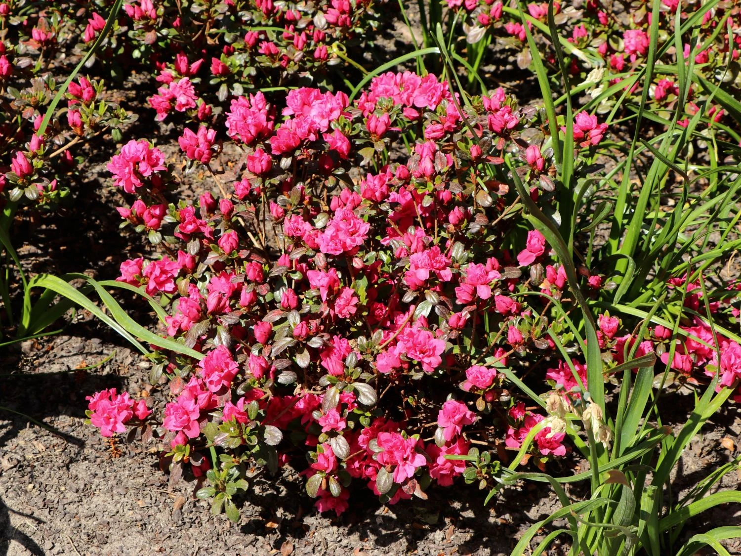 Japanische Azalee 'Rokoko' 4 Japanische Azalee 'Rokoko' – Bild 2