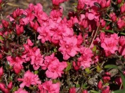 Japanische Azalee 'Rokoko' 11 Japanische Azalee 'Rokoko' -Günstiges Erd Seele Geschäft japanische azalee rokoko m003350 w 5