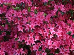 Japanische Azalee 'Rosalind' -Günstiges Erd Seele Geschäft japanische azalee rosalind m003352 w 1