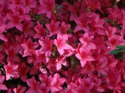 Japanische Azalee 'Rosalind' -Günstiges Erd Seele Geschäft japanische azalee rosalind m003352 w 2