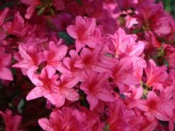 Japanische Azalee 'Rosalind' -Günstiges Erd Seele Geschäft japanische azalee rosalind m003352 w 3