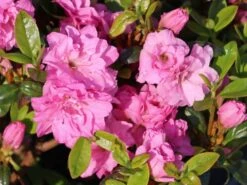 Japanische Azalee 'Rosinetta' ® 13 Japanische Azalee 'Rosinetta' ® -Günstiges Erd Seele Geschäft japanische azalee rosinetta m003380 w 0