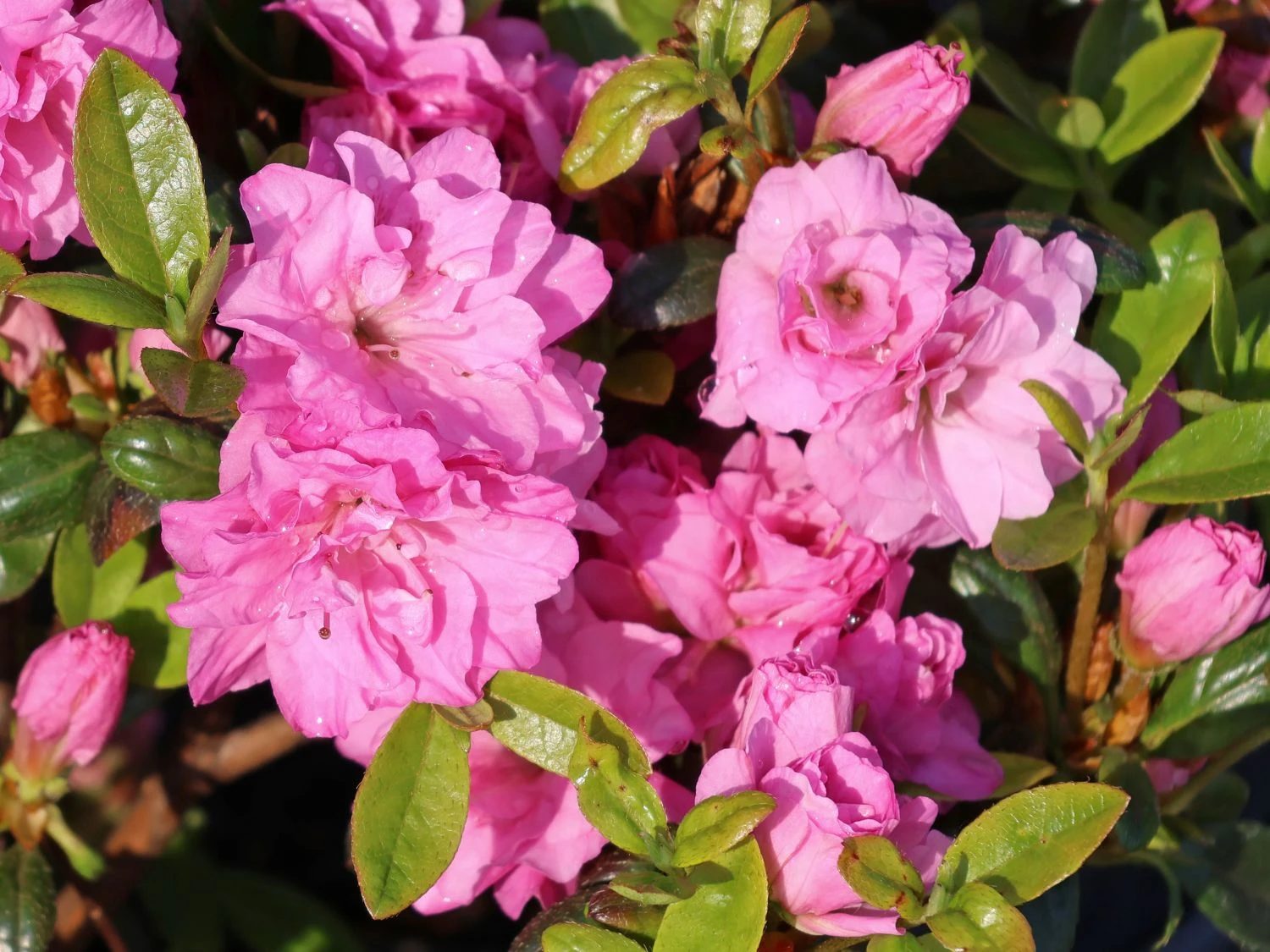 Japanische Azalee 'Rosinetta' ® 8 Japanische Azalee 'Rosinetta' ® – Bild 6