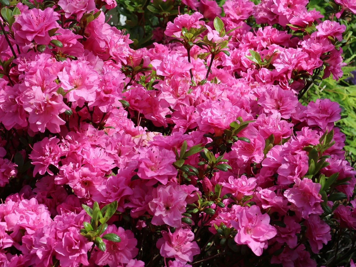 Japanische Azalee 'Rosinetta' ® 7 Japanische Azalee 'Rosinetta' ® – Bild 5